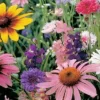 Bird & Butterfly Wildflower Mix -Roundup Sales Store 5682307 ep 1459441535 0