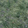 Wildflower Shade Mix -Roundup Sales Store 5682323 ep 1459438455 0
