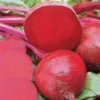 Beet Ruby Queen Heirloom Seed -Roundup Sales Store 5938329 ep 1587072349 0