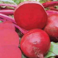 Beet Ruby Queen Heirloom Seed