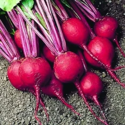 Beet Early Wonder Tall Top