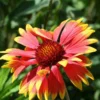 Blanketflower Gaillardia Aristata Seed 2 Blanketflower Gaillardia Aristata Seed -Roundup Sales Store 5938345 ep 1587066001 0