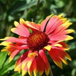 Blanketflower Gaillardia Aristata Seed
