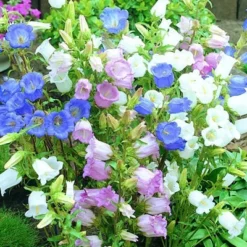 Campanulas Perennials Canterbury Bells Mixed Colors
