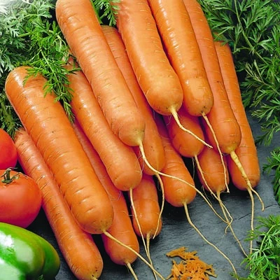 Carrot Scarlet Nantes 3 Carrot Scarlet Nantes