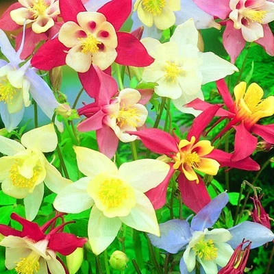 Columbine McKanas Mixed Colors 3 Columbine McKanas Mixed Colors