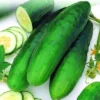 Cucumber Straight Eight -Roundup Sales Store 5938550 ep 1459458101 0