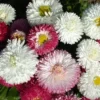 English Daisies Mixed Colors 2 English Daisies Mixed Colors -Roundup Sales Store 5938568 ep 1459537356 0