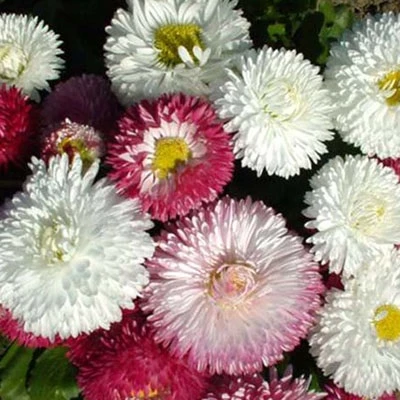 English Daisies Mixed Colors 3 English Daisies Mixed Colors