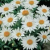 Shasta Daisies Perrenial Alaska -Roundup Sales Store 5938576 ep 1459522758 0