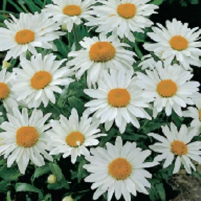 Shasta Daisies Perrenial Alaska 3 Shasta Daisies Perrenial Alaska