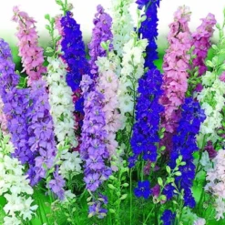 Delphinium Perennials Pacific Giants Mixed Colors