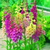 Foxglove Excelsior Hybrid Mixed Colors -Roundup Sales Store 5938618 ep 1459535282 0