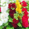 Hollyhock Chaters Double Mixed Colors -Roundup Sales Store 5938634 ep 1459535716 0