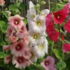 Hollyhock Summer Carnival Mixed Colors Seed -Roundup Sales Store 5938642 ep 1587041258 0