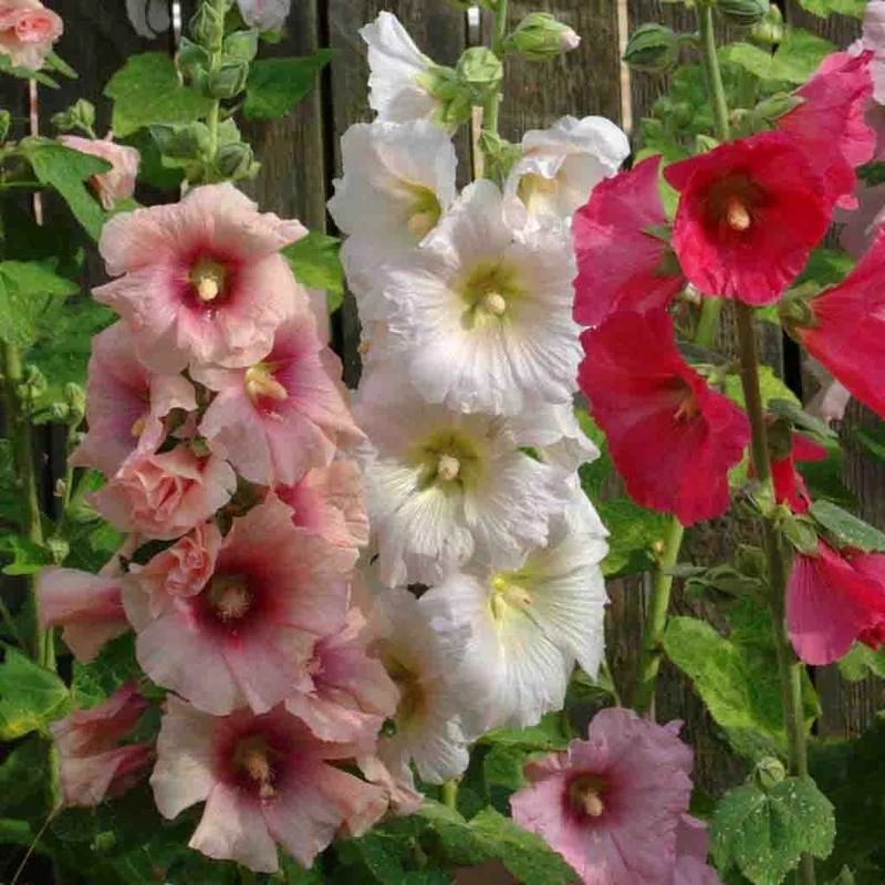 Hollyhock Summer Carnival Mixed Colors Seed 3 Hollyhock Summer Carnival Mixed Colors Seed