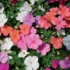Impatiens Dwarf Mixed Colors Flower Seed -Roundup Sales Store 5938659 ep 1587147013 1