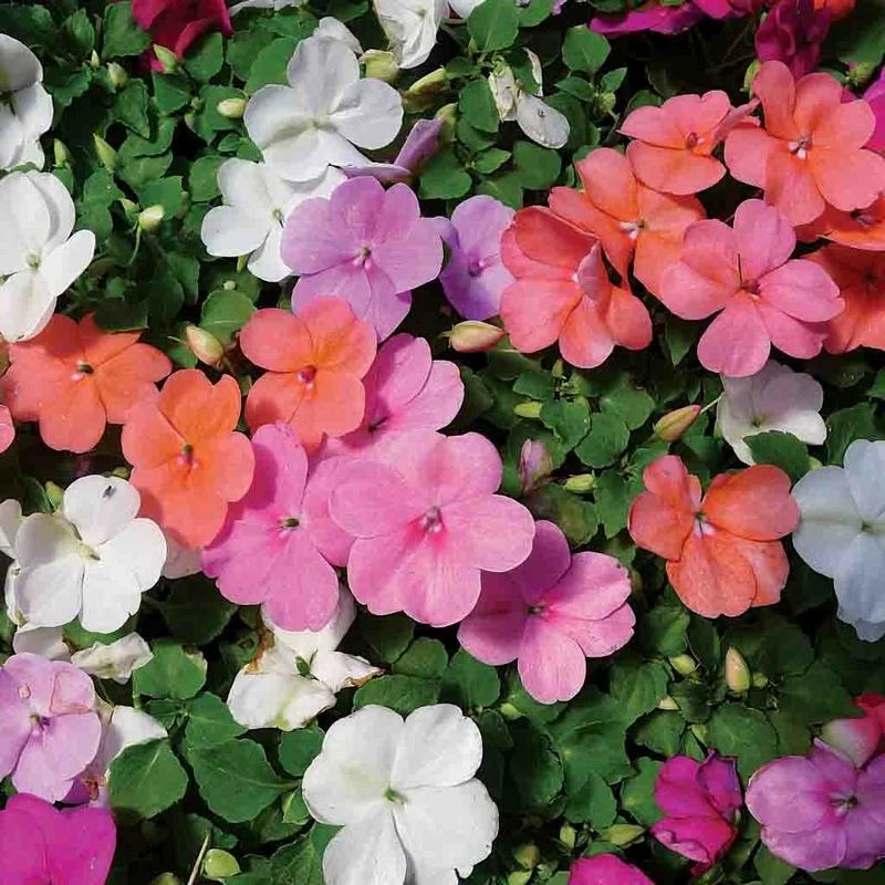 Impatiens Dwarf Mixed Colors Flower Seed 3 Impatiens Dwarf Mixed Colors Flower Seed