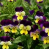 Violas Perennial Johnny Jump Up 1 Violas Perennial Johnny Jump Up -Roundup Sales Store 5938667 ep 1459459531 0