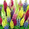 Lupine Perennial Russell Hybrid Mixed Colors -Roundup Sales Store 5938758 ep 1459536015 0
