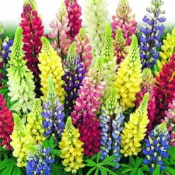 Lupine Perennial Russell Hybrid Mixed Colors