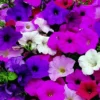 Petunia Annual Dwarf Bedding Mixed Color -Roundup Sales Store 5938899 ep 1459520723 0