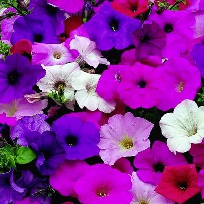 Petunia Annual Dwarf Bedding Mixed Color 3 Petunia Annual Dwarf Bedding Mixed Color