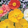 Poppy Iceland Mixed Colors Seed -Roundup Sales Store 5938907 ep 1587071629 0