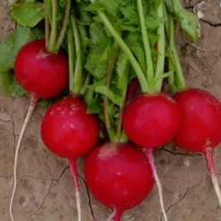 Radish Champion