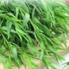 Tarragon