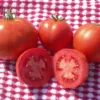 Tomato Abe Lincoln -Roundup Sales Store 5939079 ep 1459520973 0