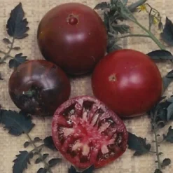 Tomato Black Krim
