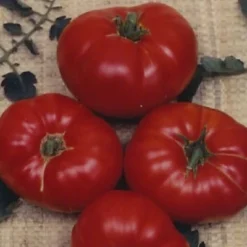 Tomato Box Car Willie