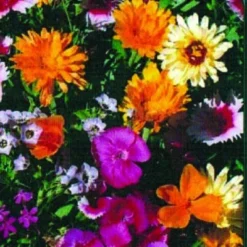 Wildflower Mix Fragrant