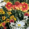 Wildflower Perennial Mix -Roundup Sales Store 5939251 ep 1459519691 0