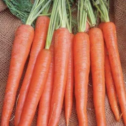 Carrot Long Imperator #58 Sow Easy Seed
