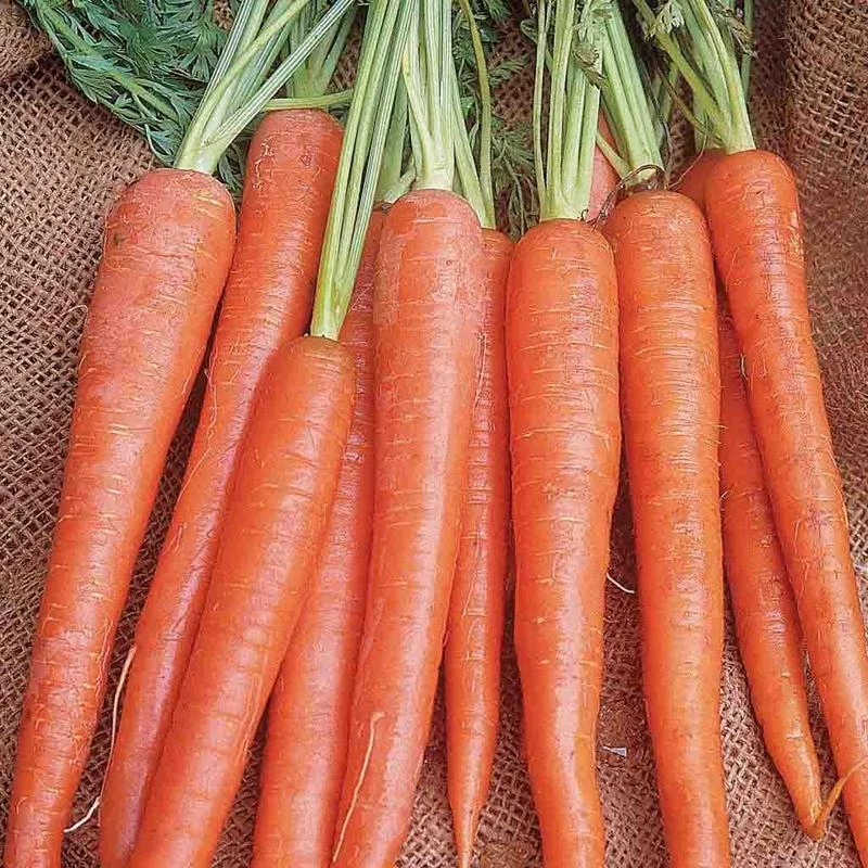 Carrot Long Imperator #58 Sow Easy Seed 3 Carrot Long Imperator #58 Sow Easy Seed