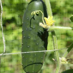 Cucumber Slicer Sow Easy Seed