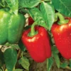 Pepper California Wonder Sow Easy Seed -Roundup Sales Store 664086 ep 1586995615 0
