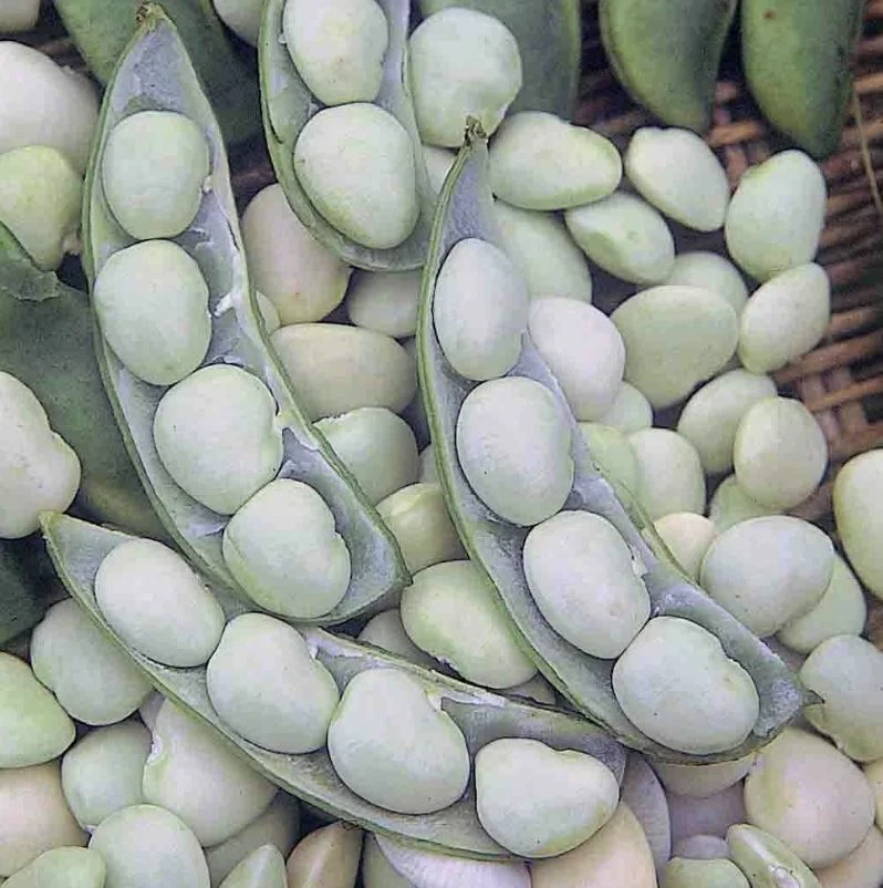 Bean Lima Fordhook Bush #242 Seed 3 Bean Lima Fordhook Bush #242 Seed