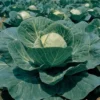Cabbage Garden Leader Green Monster Seed -Roundup Sales Store 7883747 ep 1587071806 0