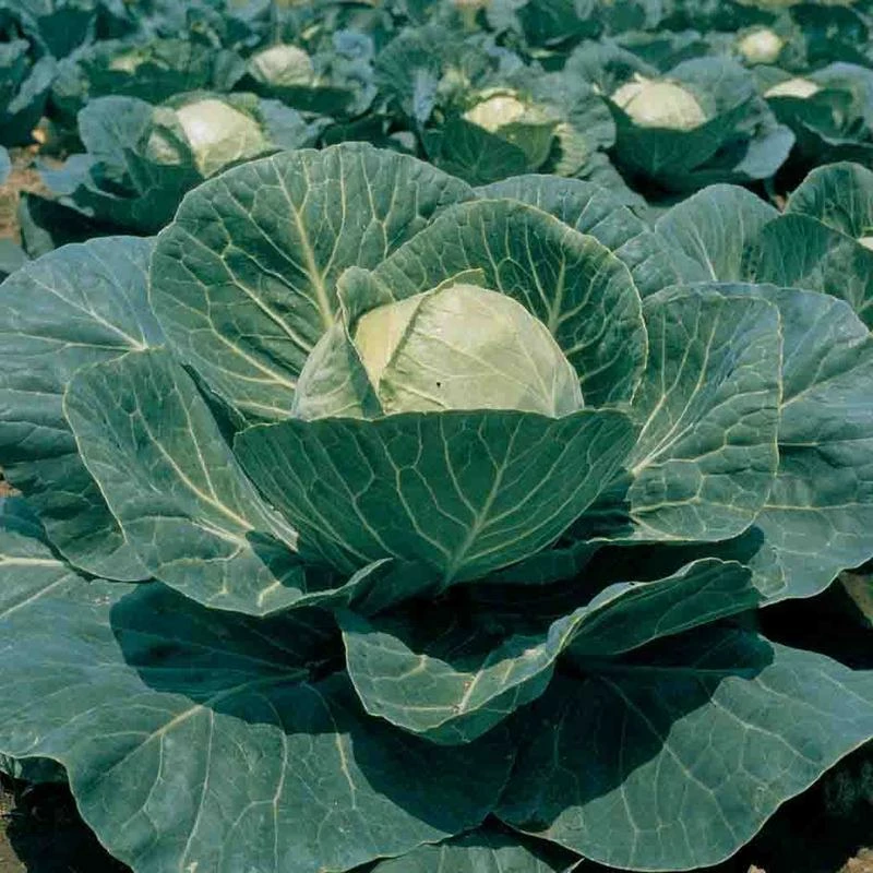 Cabbage Garden Leader Green Monster Seed 3 Cabbage Garden Leader Green Monster Seed