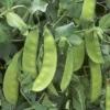 Snow Pea Taichung Tc 11 Seed -Roundup Sales Store 7884075 ep 1587050300 0