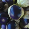 Tomatillo Purple Seed -Roundup Sales Store 7884240 ep 1587047204 0