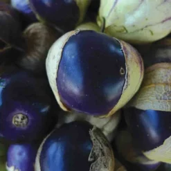 Tomatillo Purple Seed