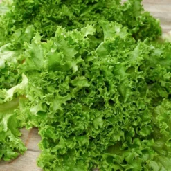 Lettuce Salad Bowl Seed Tape