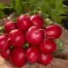 Radish Cherry Belle Seed Tape -Roundup Sales Store 7884307 ep 1587043697 0