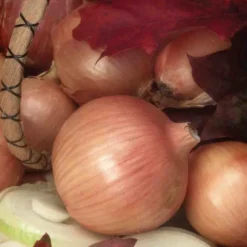 Onion Sweet Spanish Yellow Utah 6 Onion Sweet Spanish Yellow Utah -Roundup Sales Store Screenshot 2024 01 15 130449