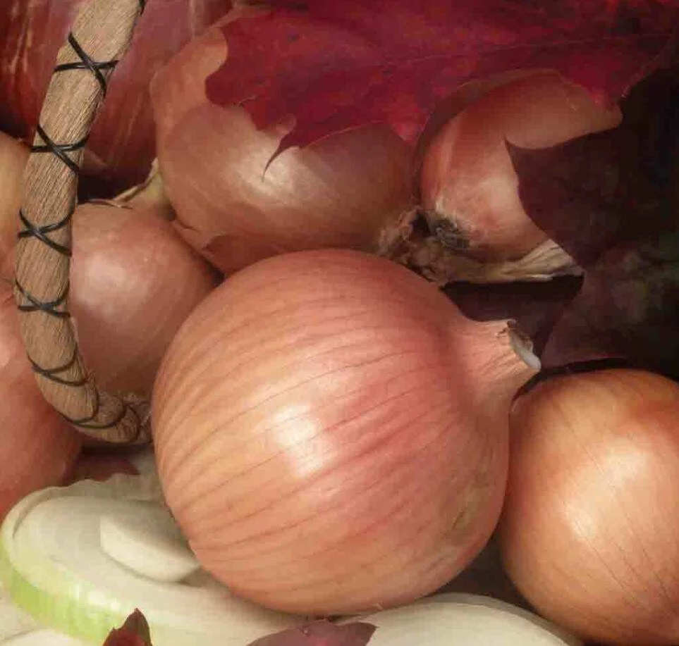 Onion Sweet Spanish Yellow Utah 4 Onion Sweet Spanish Yellow Utah - Image 2