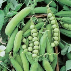 Pea Alaska Organic -Roundup Sales Store Screenshot 2024 01 15 131753